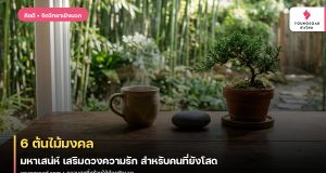 6 ต้นไม้มงคล มหาเสน่ห์ เสริมดวงความรัก สำหรับคนที่ยังโสด